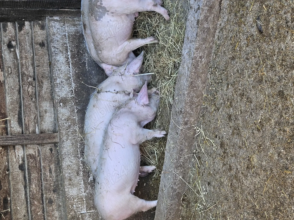 Grostani de 60 kg bucata