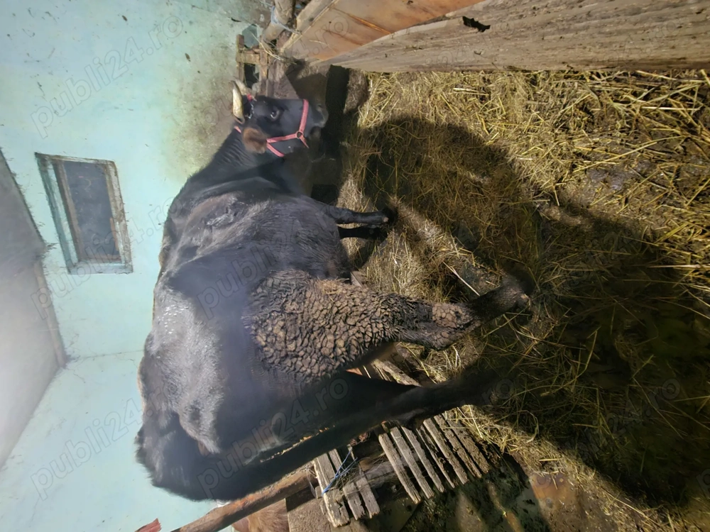 Vaca gestanat cu lapte