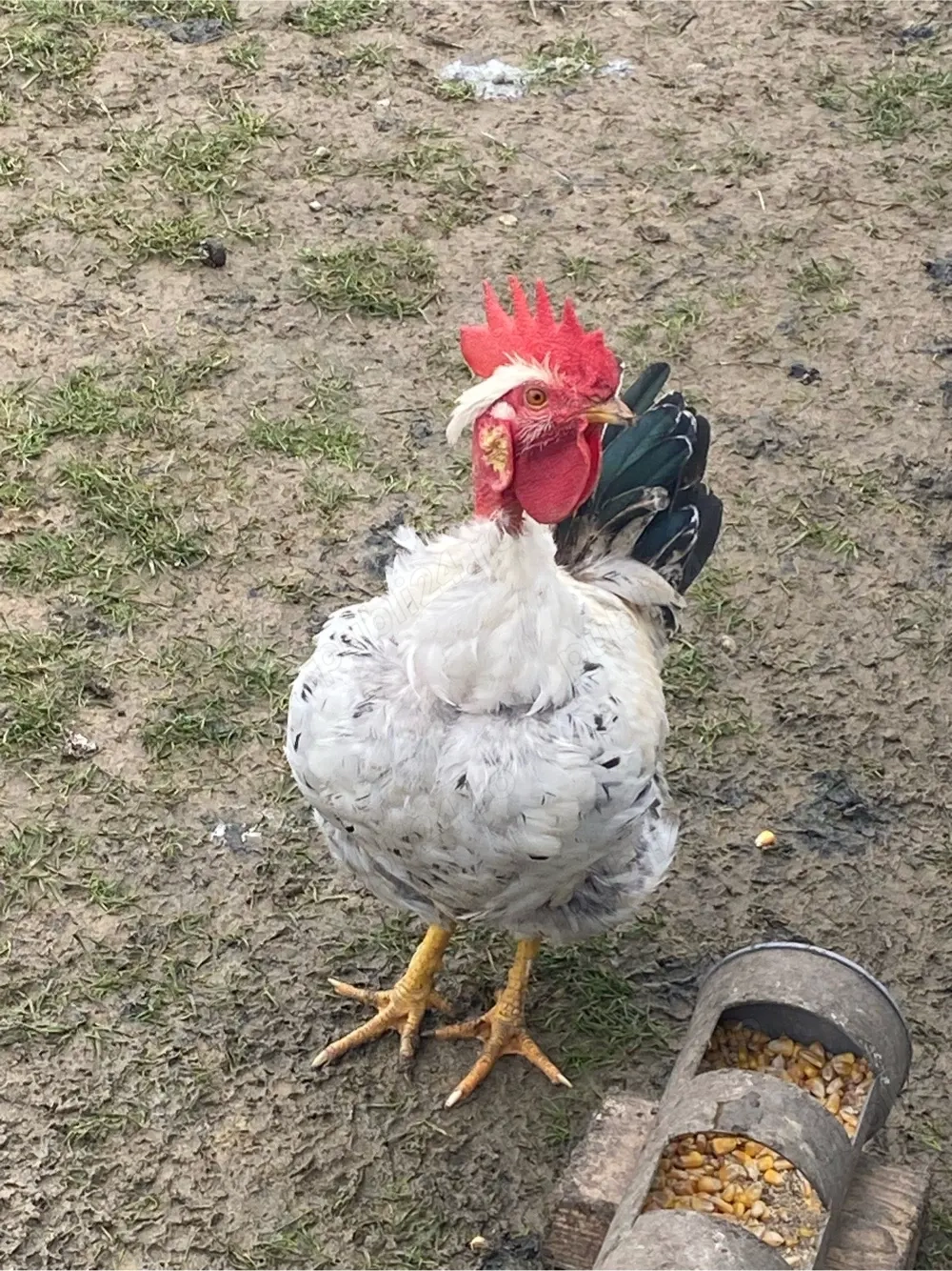 Cocosel smecher cu cercei 7 luni