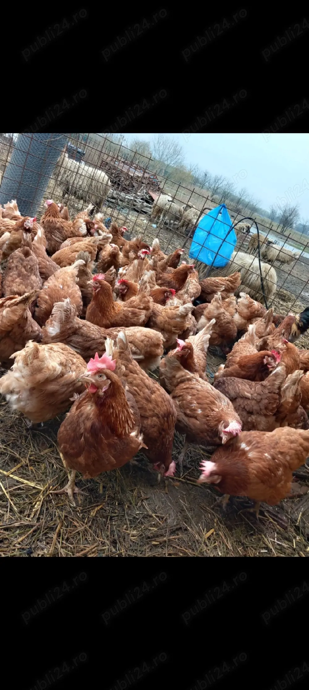 vand gaini ouatoare tinere 