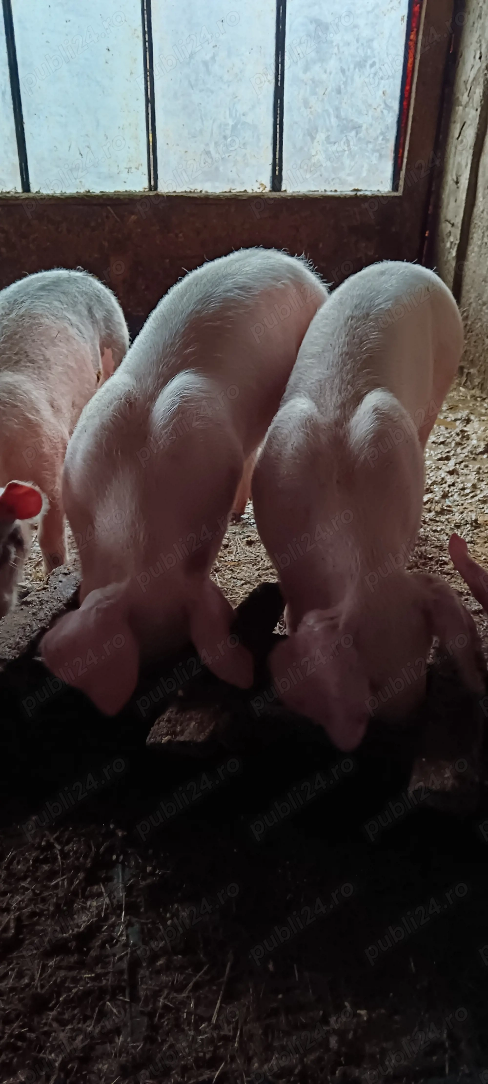 Disponibile scrofițe Landrace 