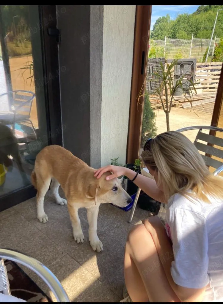 Laika, ciobănesc de Asia centrală cu pedigree 