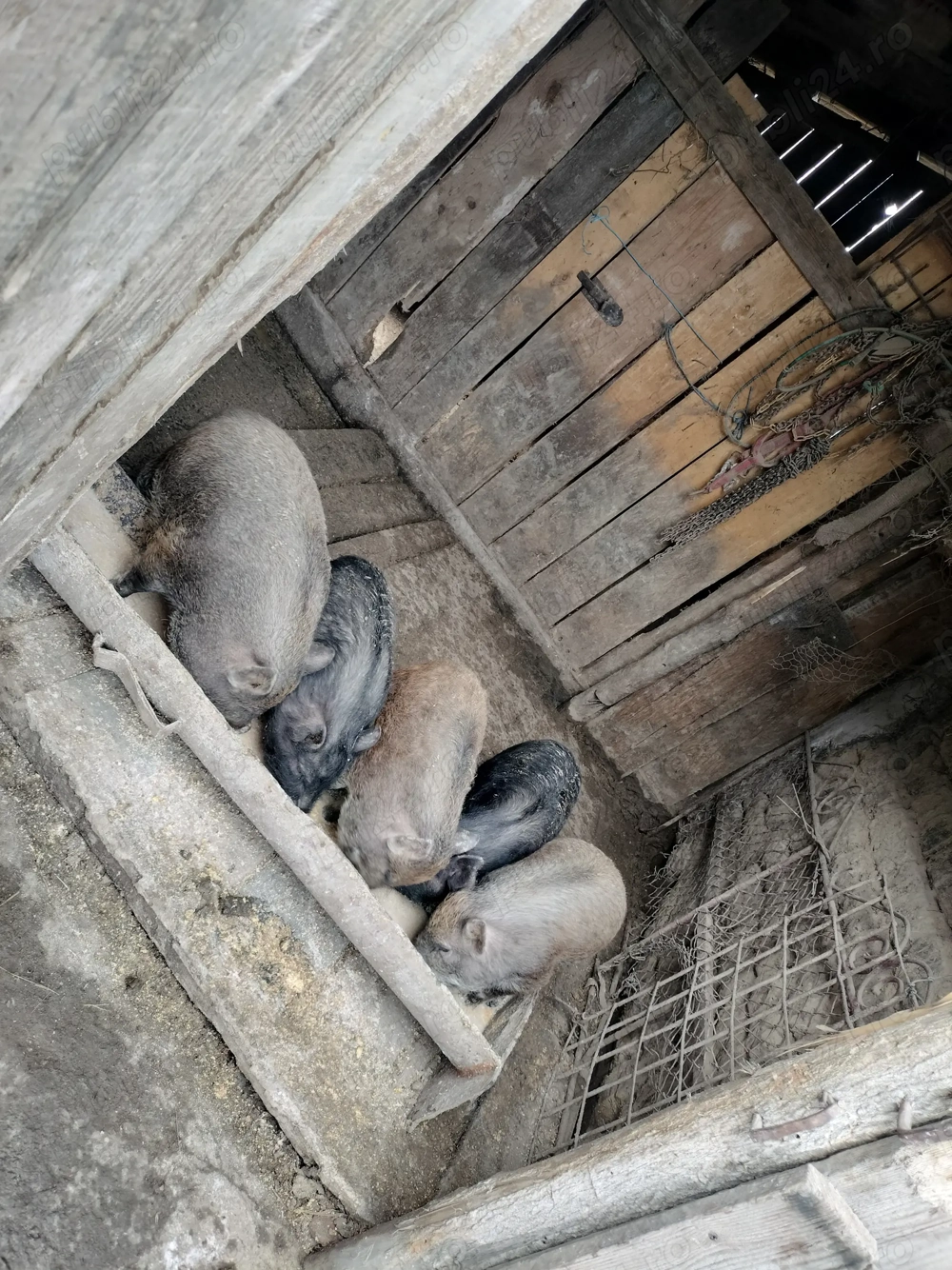 Vina  schimb purcei vietnamezi corciți cu mistreț 