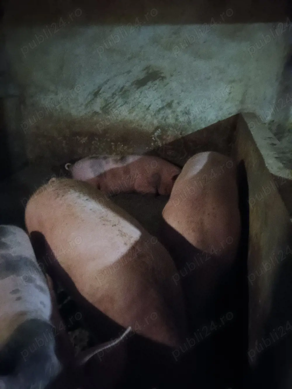 porci crescuti natural cu cereale si zer