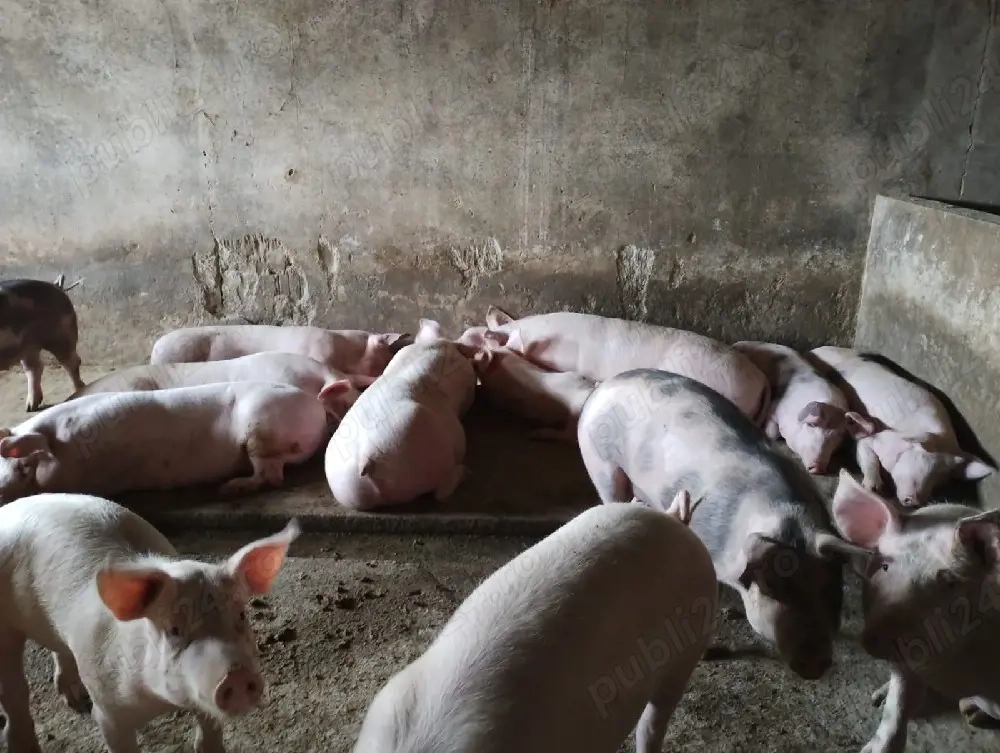 vand porci crescuti natural, rasa petrean