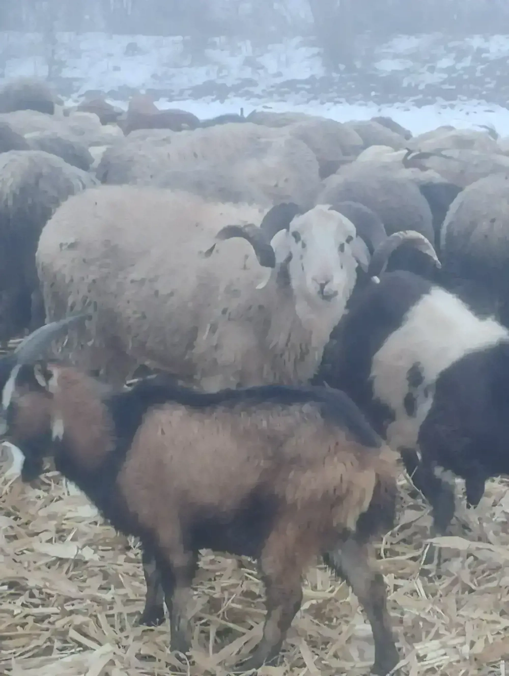 vand berbeci de rasa