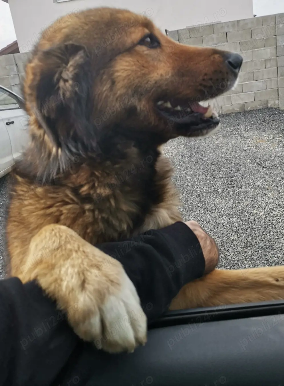 Donez mascul metis ciobanesc