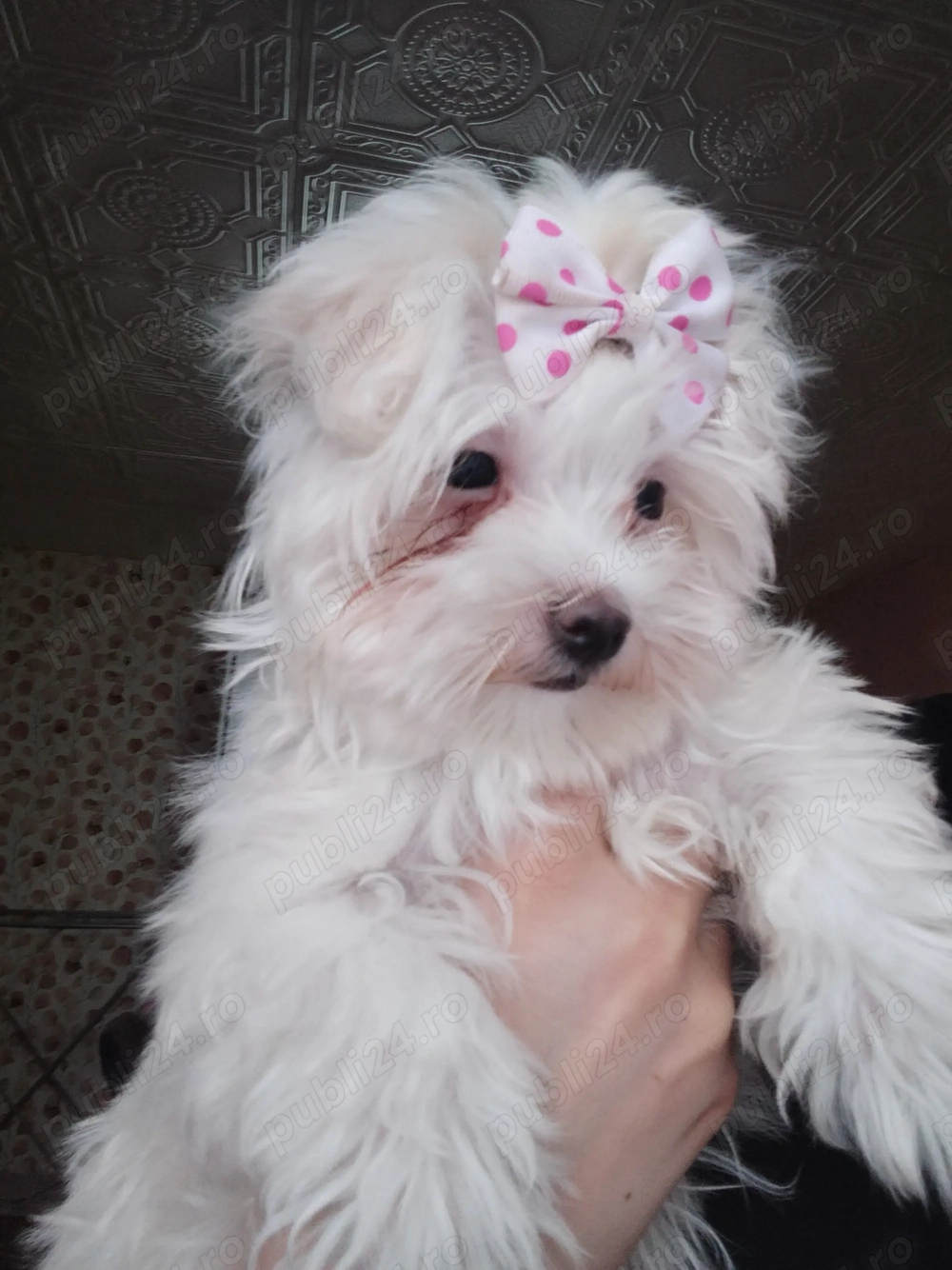 De vânzare bichon maltez 