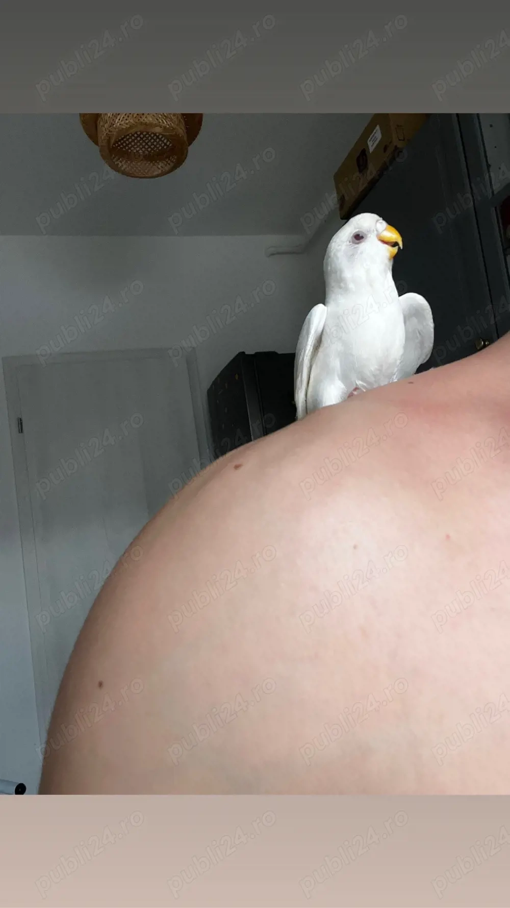 vand papagali perusi 