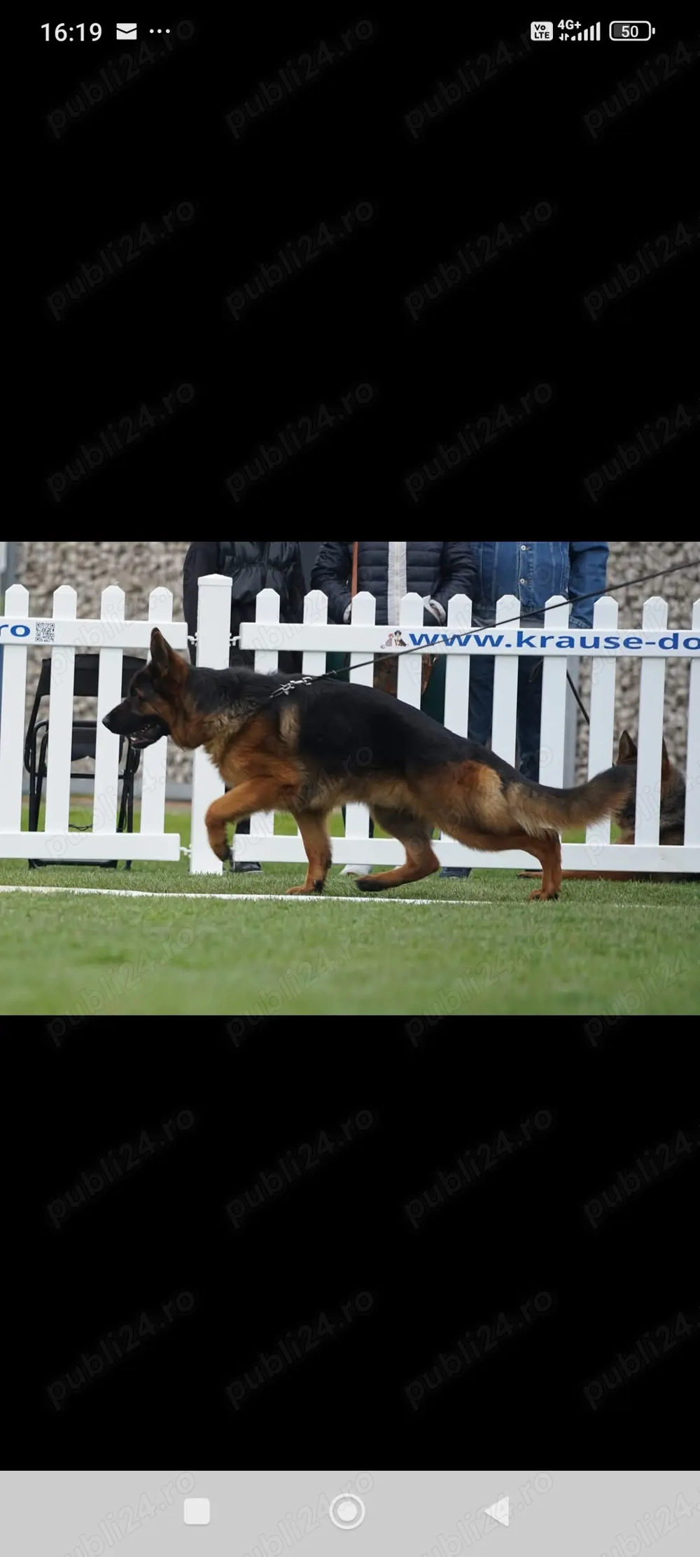 Ciobanesc german cu pedigree 