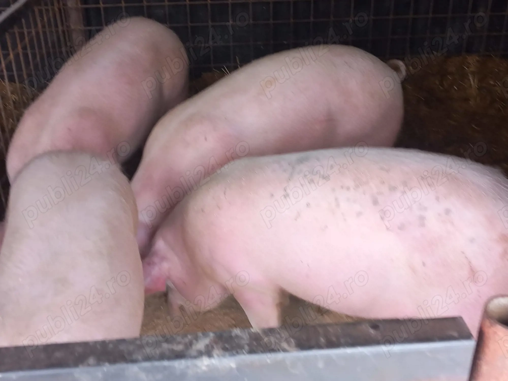 Porci si purcele de vanzare