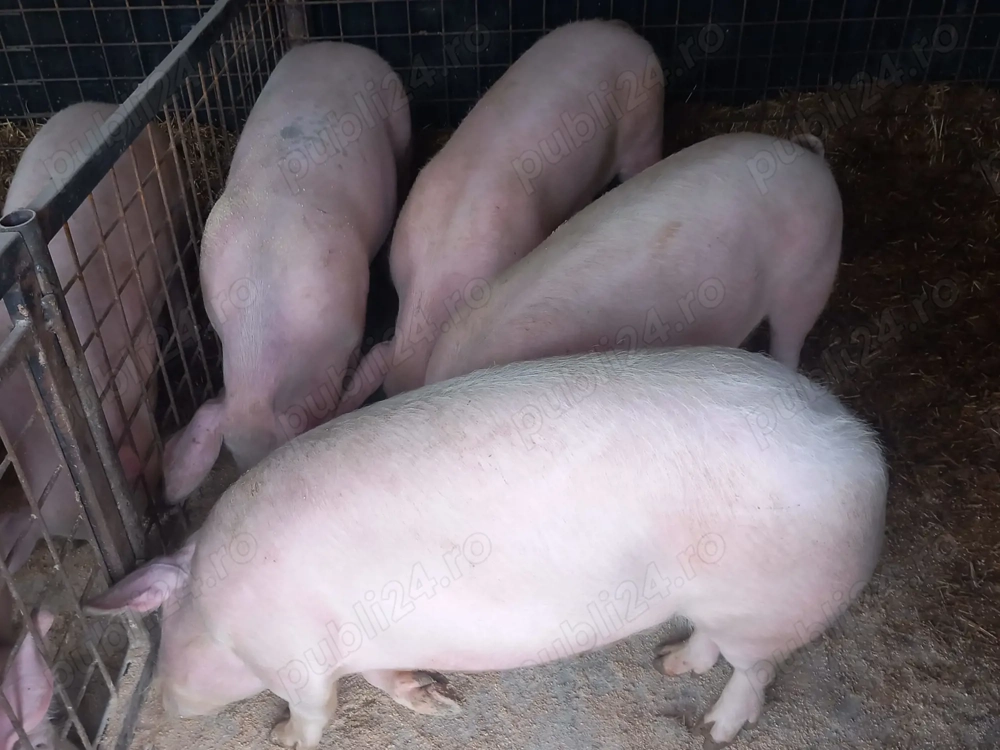 Porci si purcele de vanzare