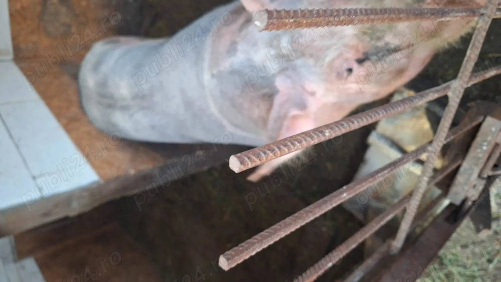 Porci pentru sacrificat