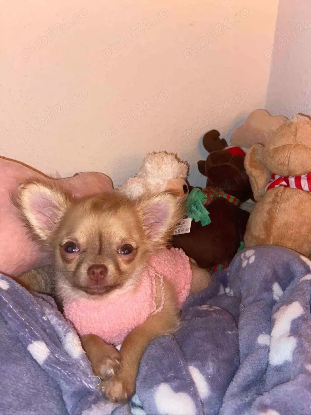cățel de vanzare mini chiuaua fetiță