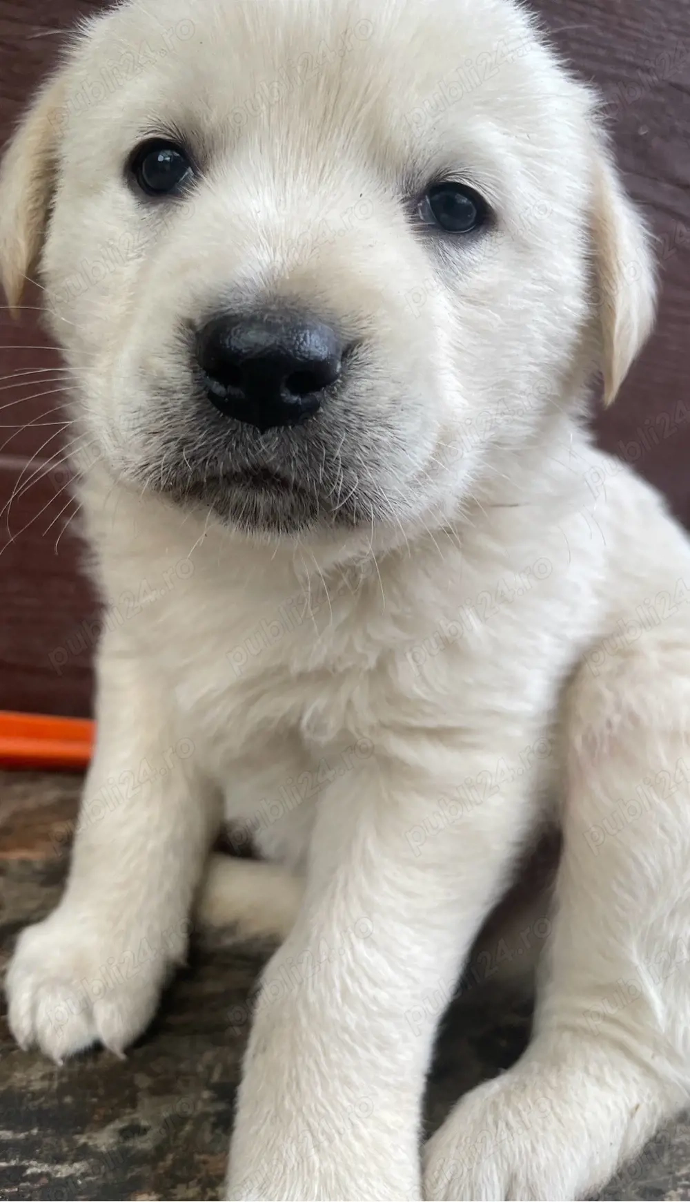 catei Golden Retriever