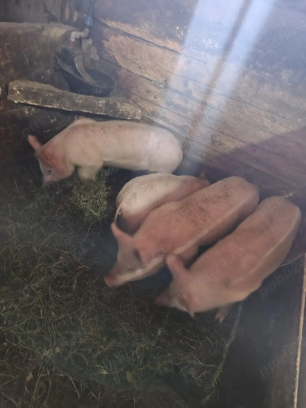 Vand purcei diferite marimi.  