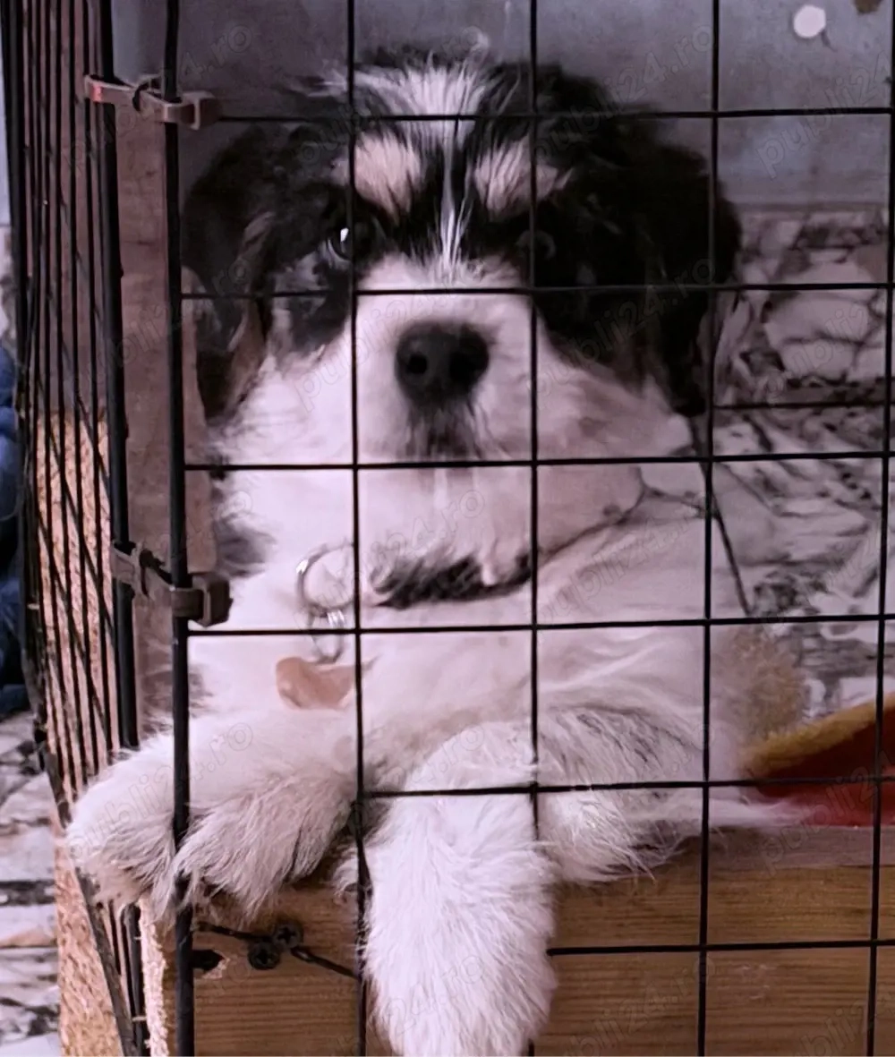 bihon havanez baietei