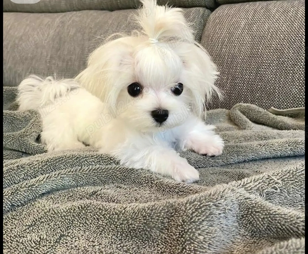 Bichon maltese mini toy 