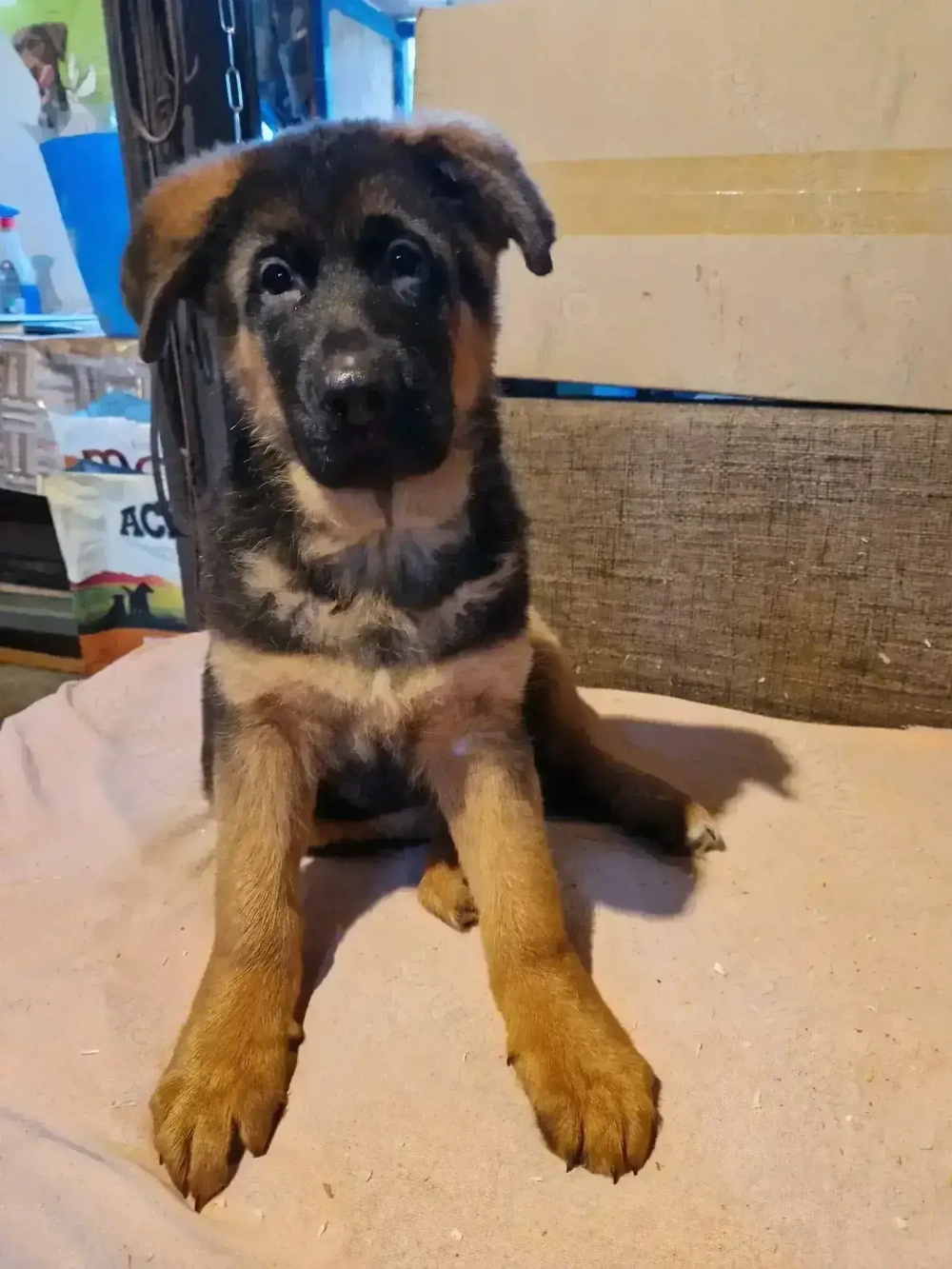 Ciobanesc german cu pedigree