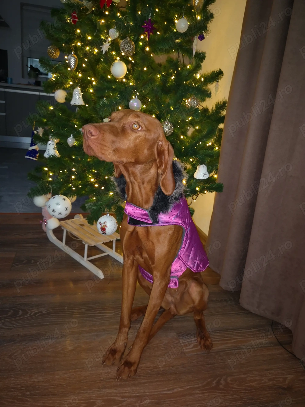 Femela Vizsla maghiara