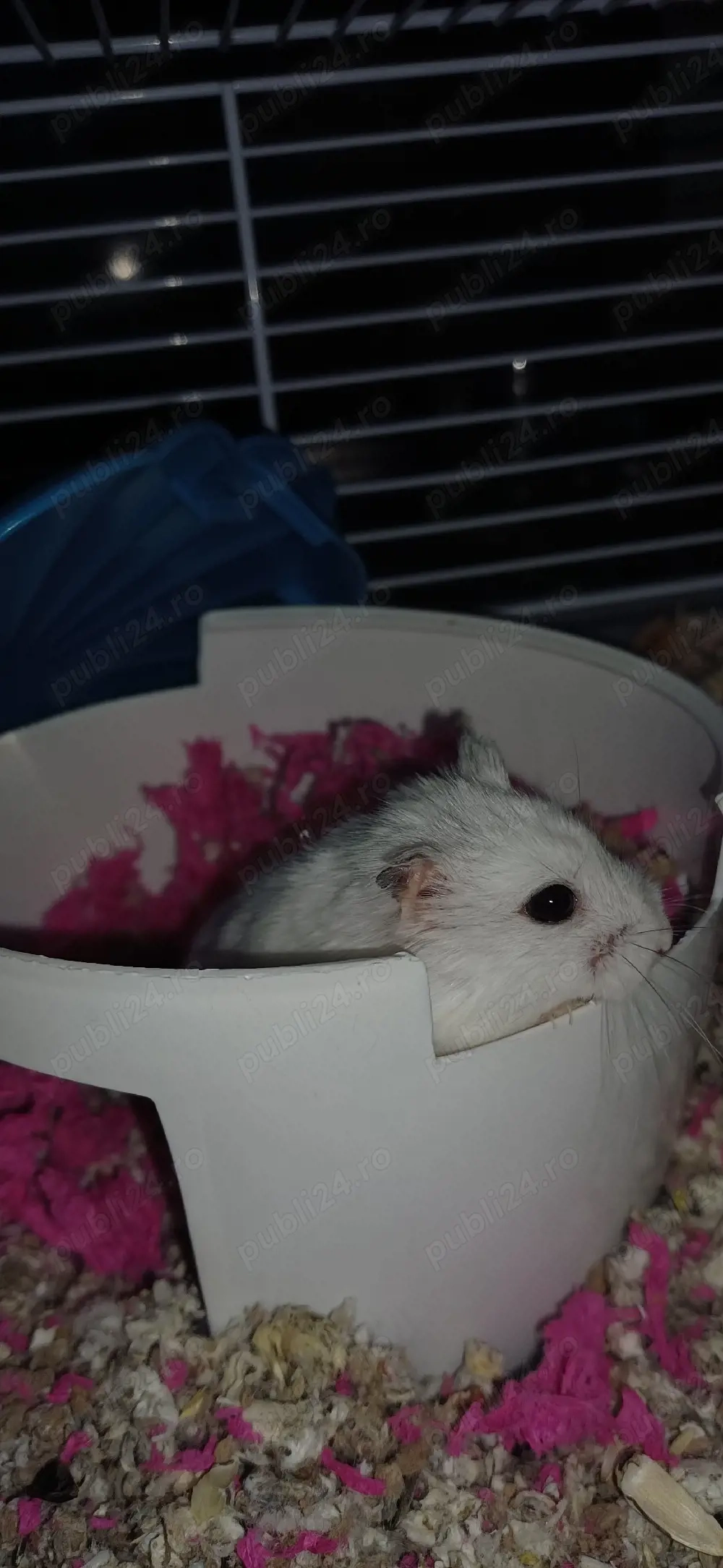 de vânzare hamster+cușcă 