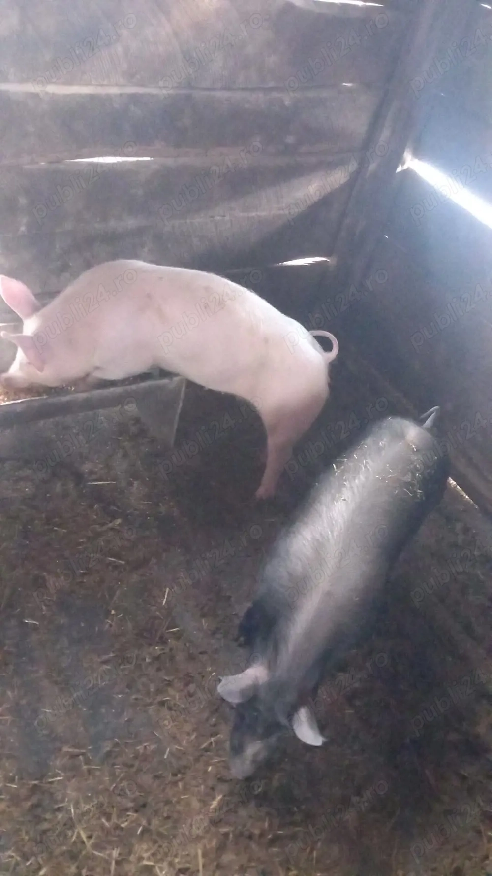 Vând grasunii mariii