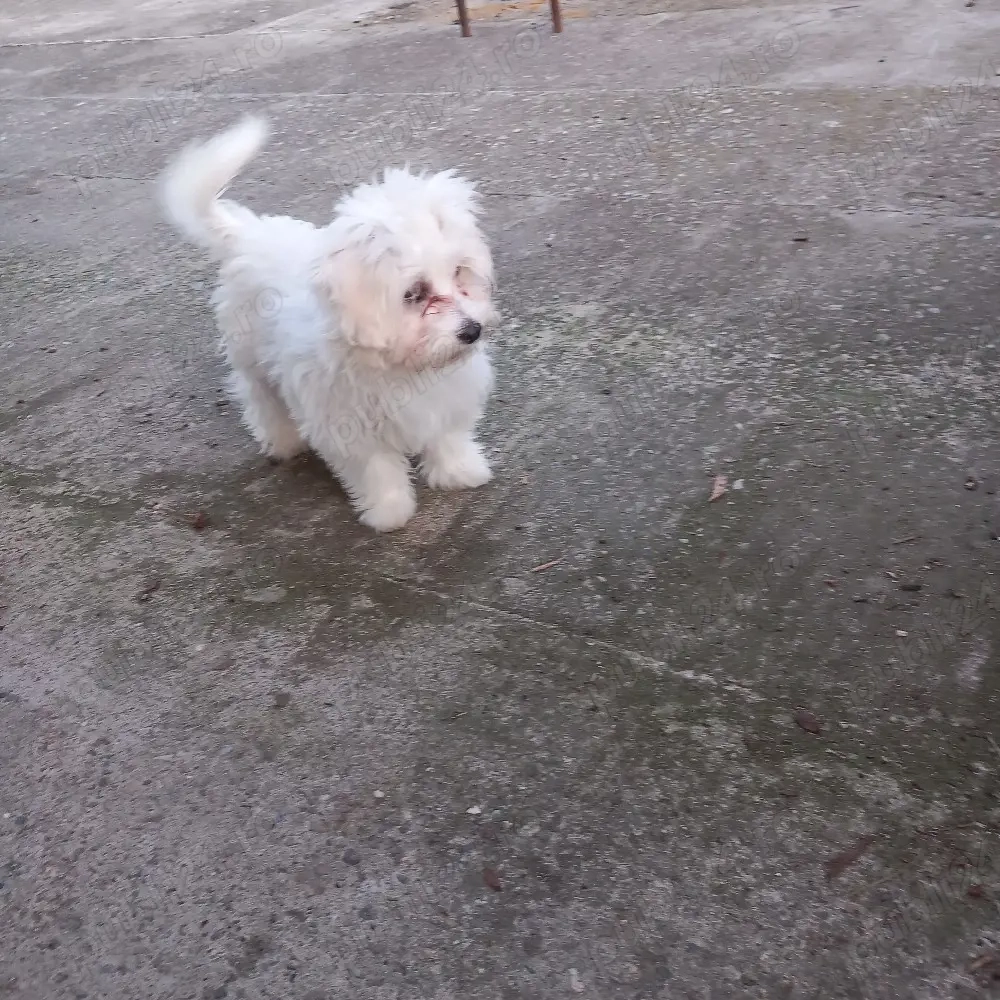 De vinzare bison maltez 1fetită 