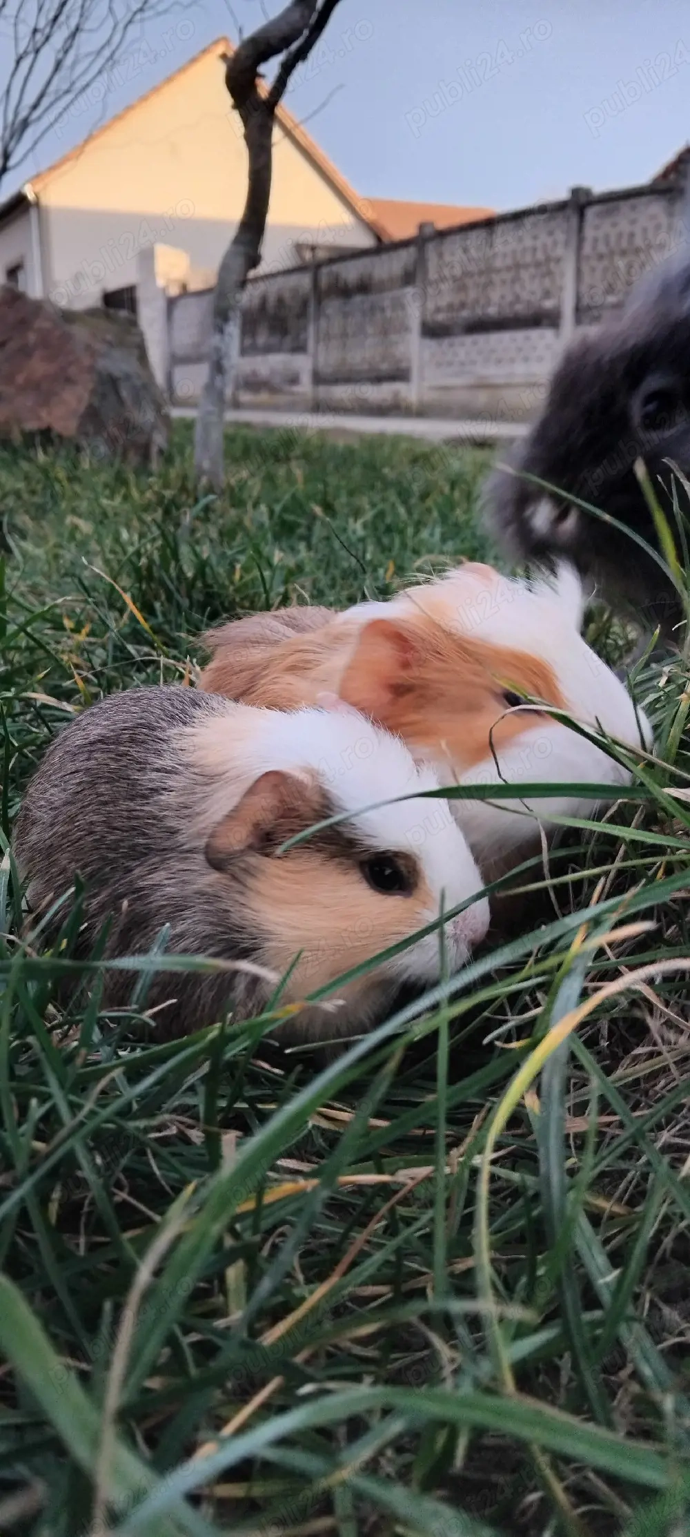 Porcusori de guineea 