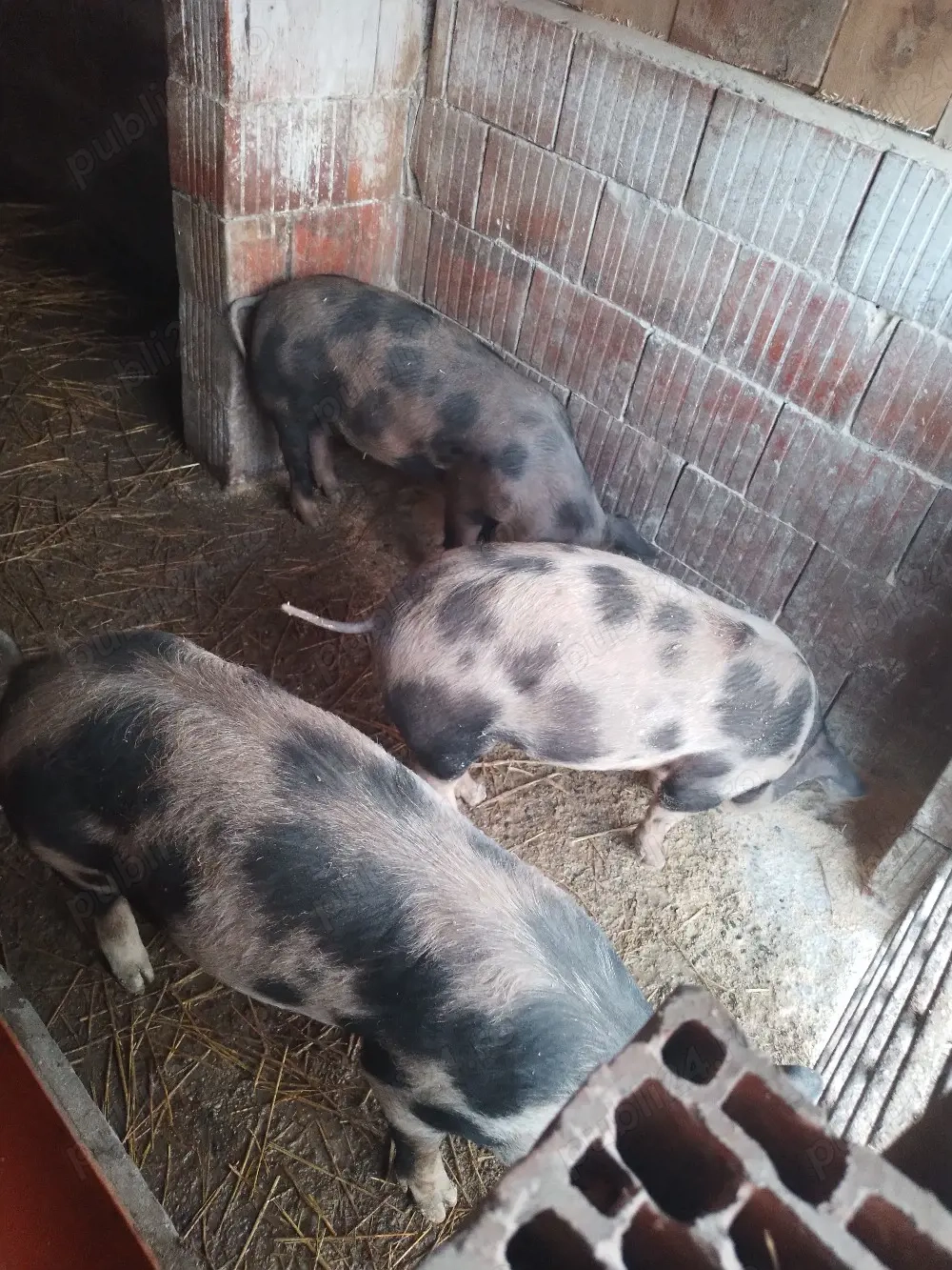 animale grasuni de vanzare