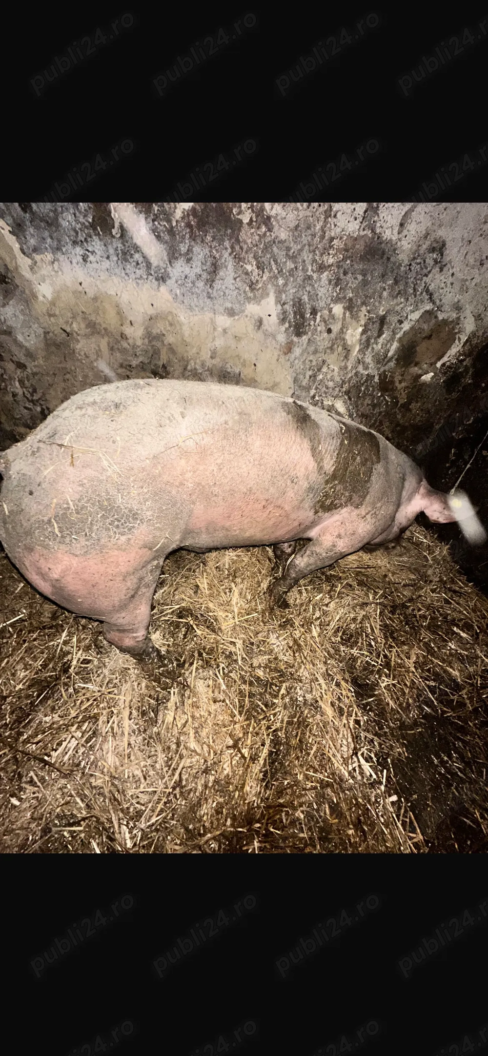 Vând vier de reproductie  Petrean belgian preț negociabil 