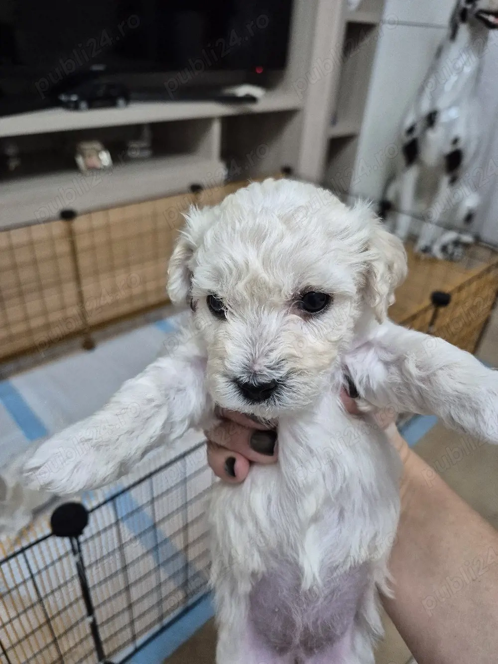 Disponibili 5 puiuti