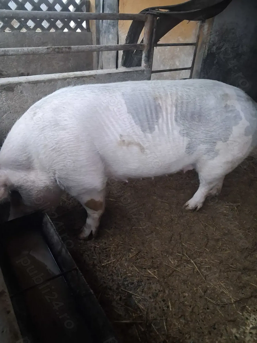 de vânzare scroafă 200 kg rasă marele alb ofer transport 