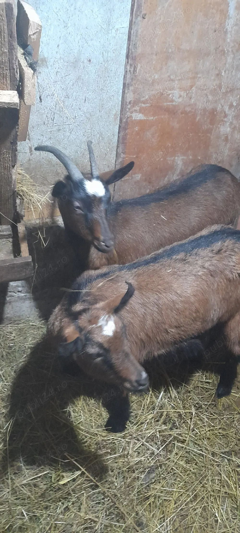 vind.doua.iede.alpin.2025