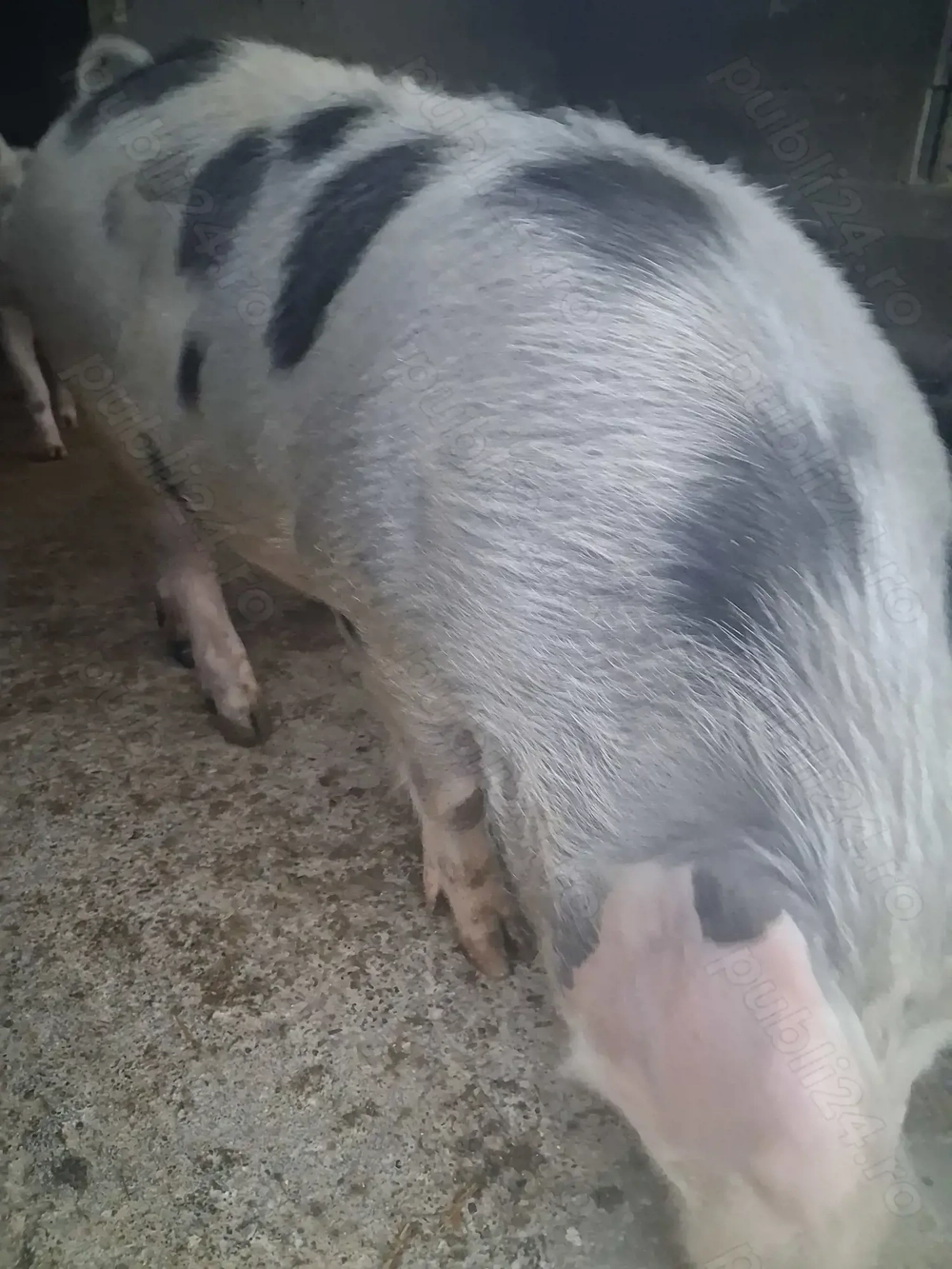 de vânzare scrofiță 90 kg de prăsilă 