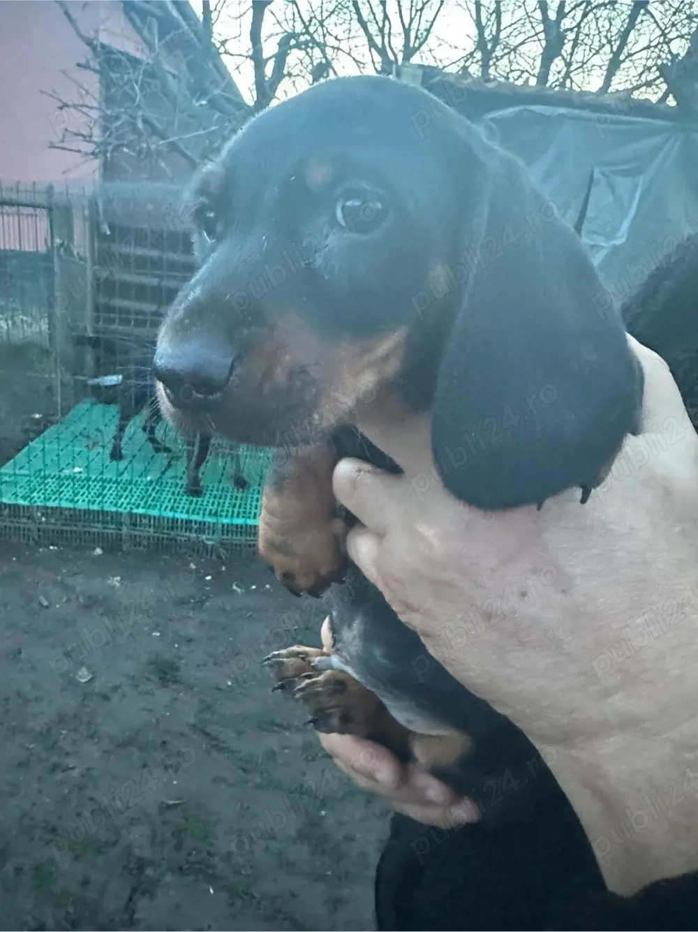 Teckel Black and Tan