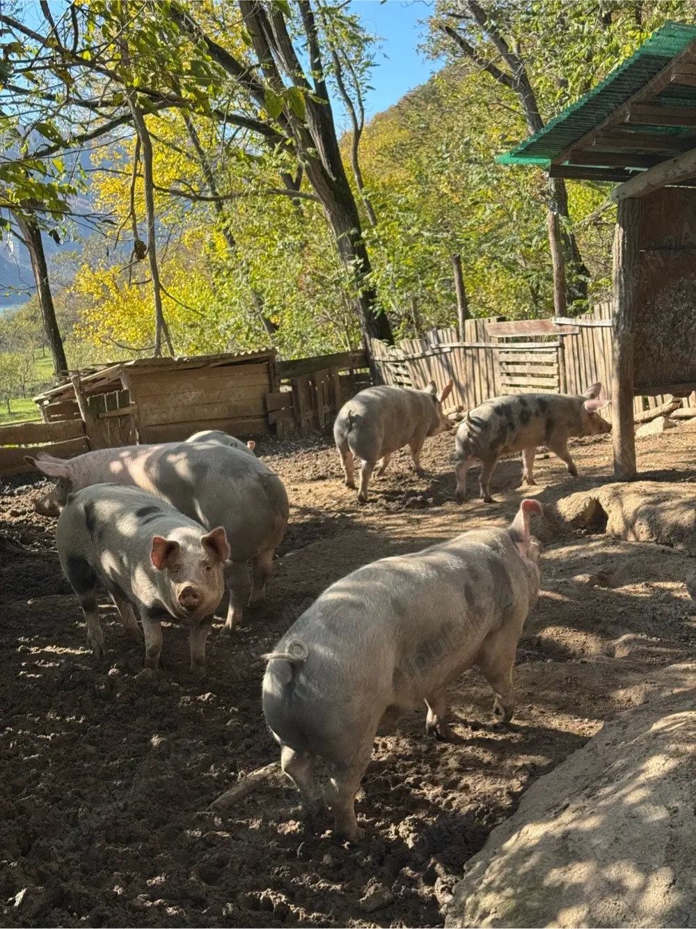 Porc de carne Bio 100-150 kg 