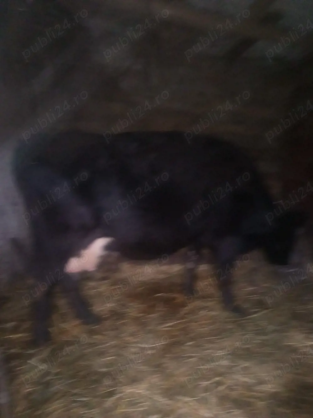 Vând vacă  de lapte