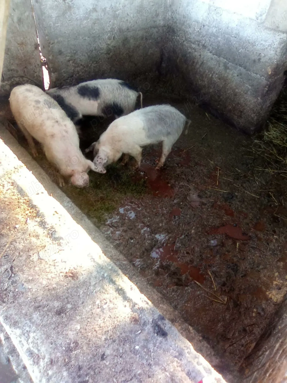 Porci și purcei de vanzare