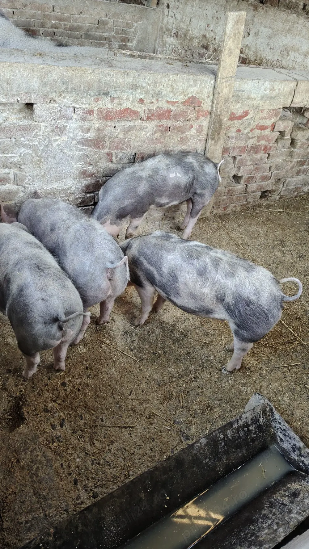 grăsuni de vânzare 