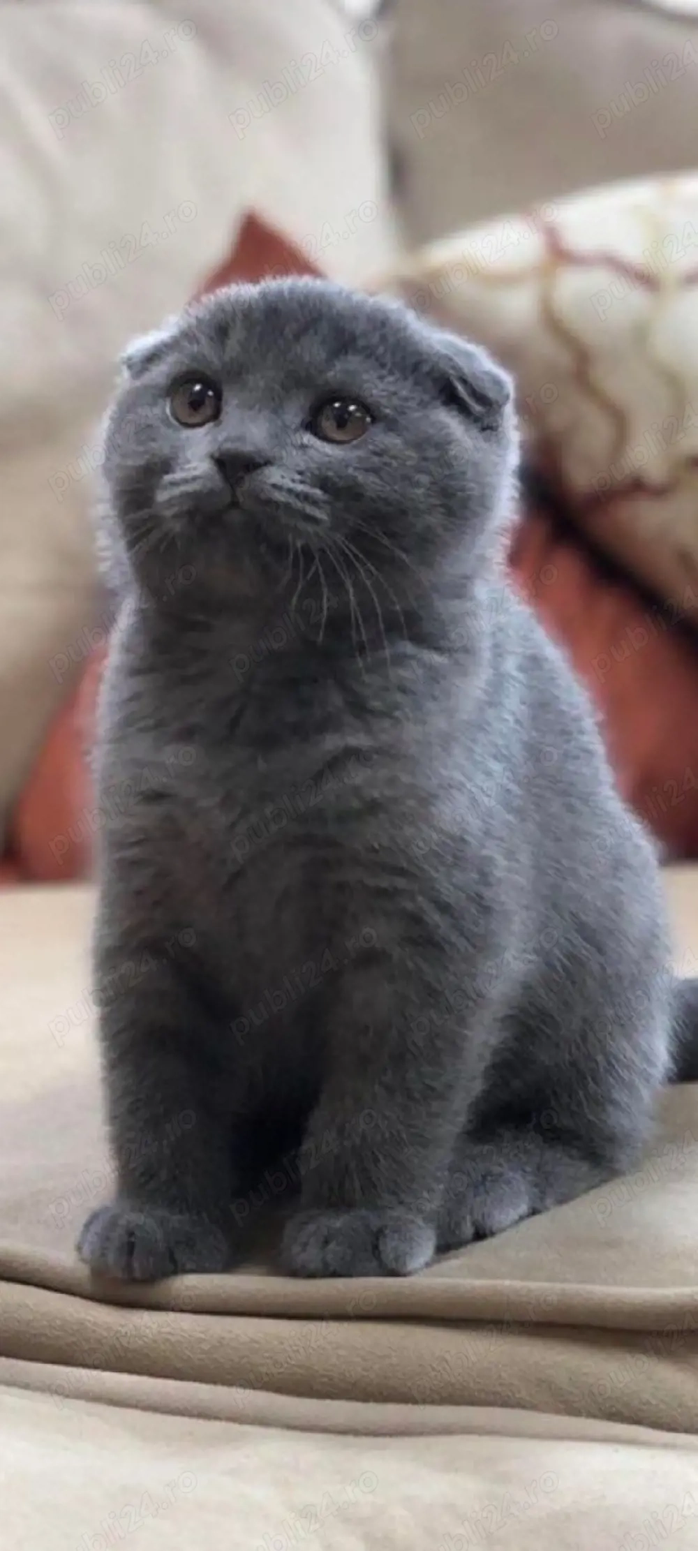 scottish fold blue!!!