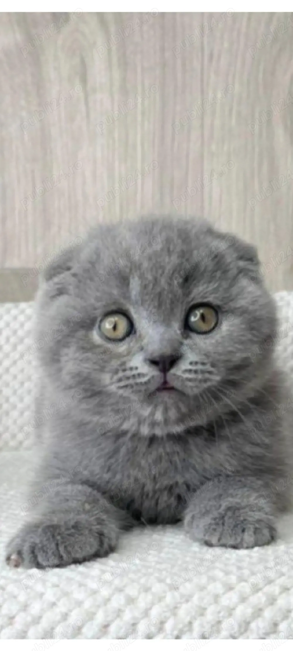 scottish fold blue!!!