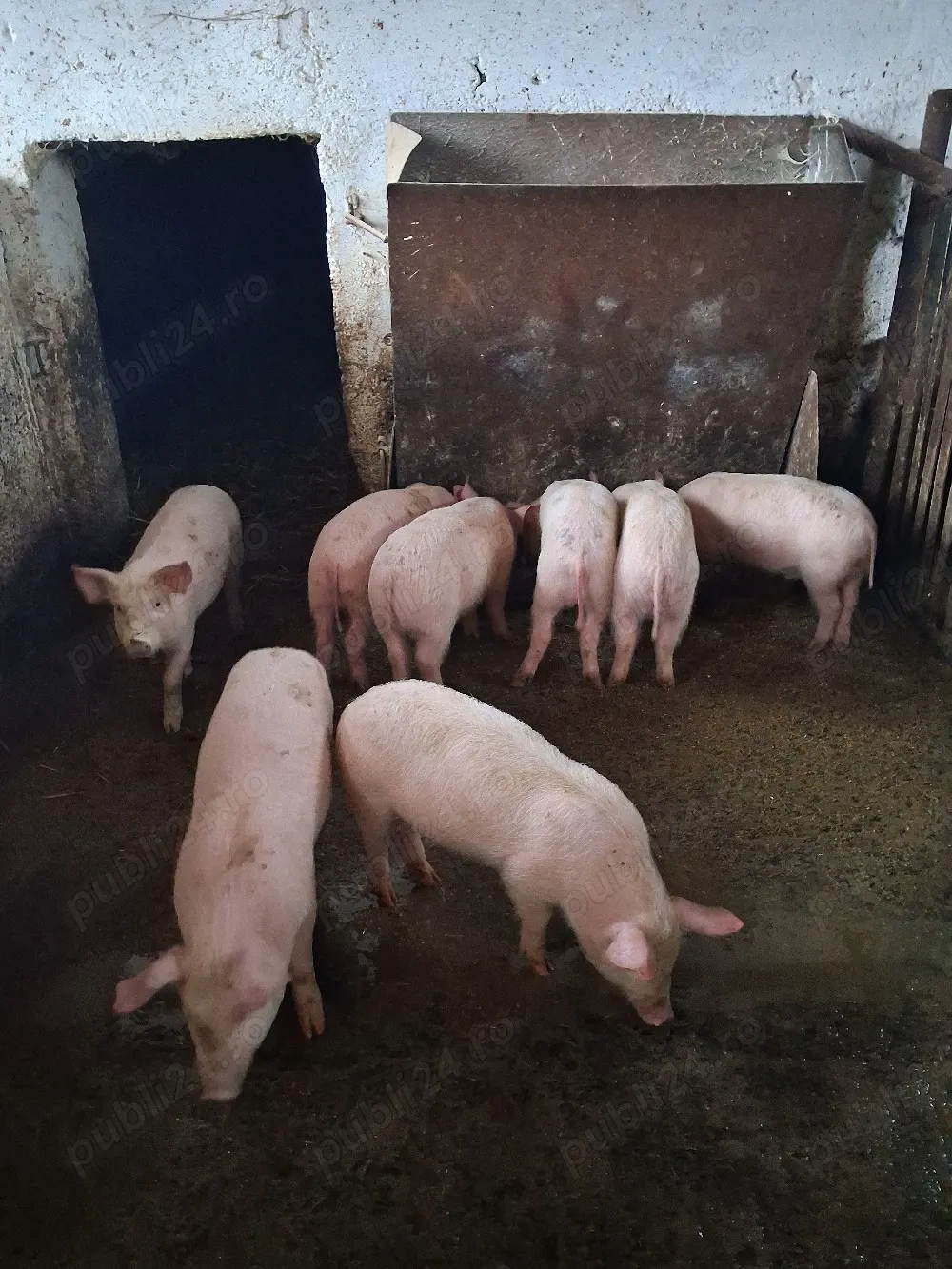purcei de vânzare 