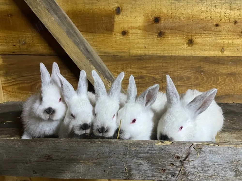 iepuri californian x hycole 