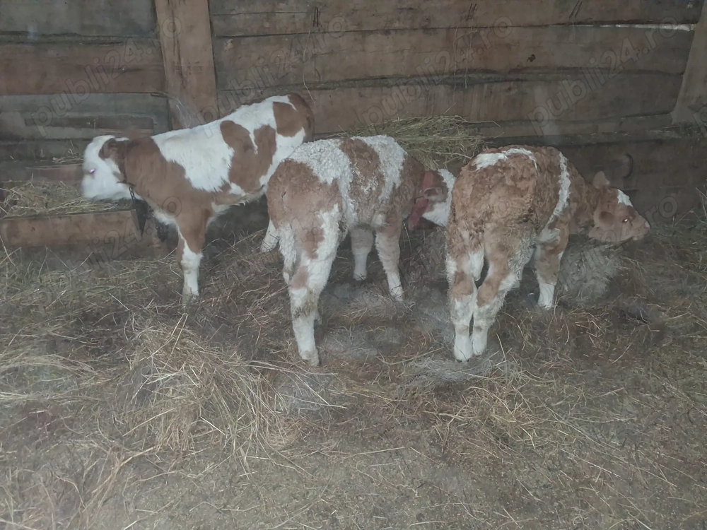 Vand 3 taurasi baltati