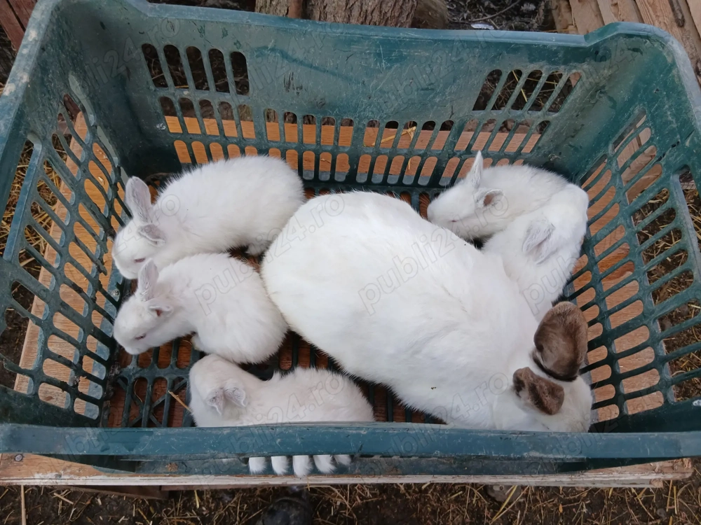 Iepuroaica berbec cu pui si californiana 