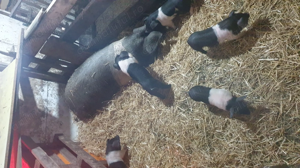 Porci bazna de vânzare