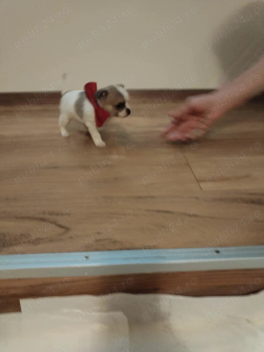 Trei pui chihuahua de vanzare