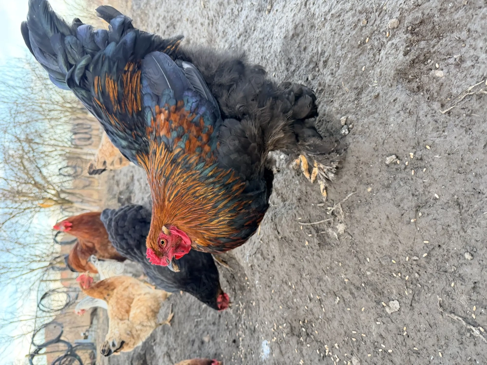 Vand cocosi si gaini Brahma