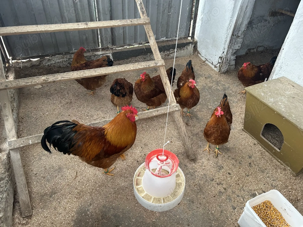 Vand oua de incubat New Hampshire si Australorp 