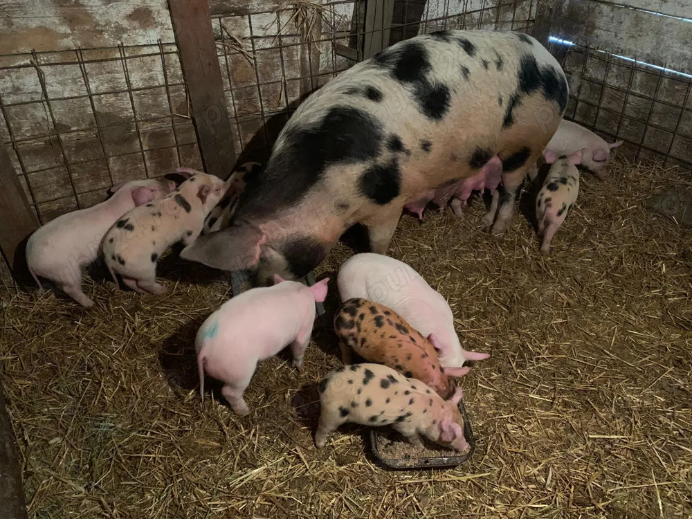 Vând o scroafă și 12 purcei 